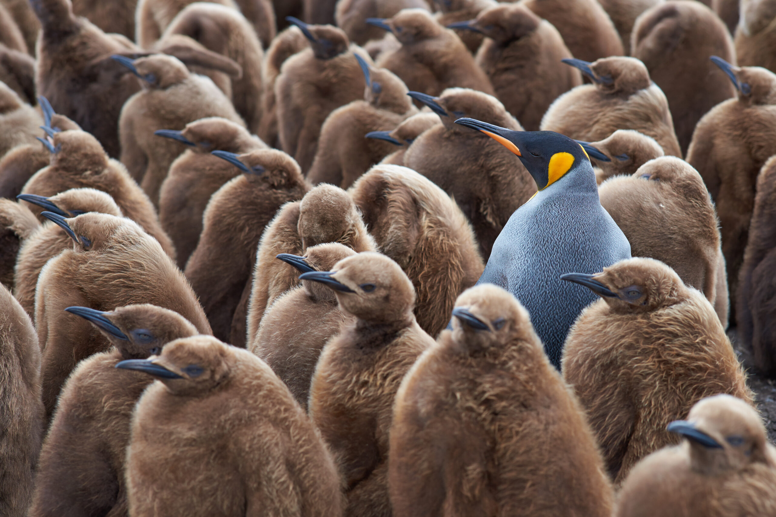 Amidst a group of fluffy brown chicks, a lively adult penguin stands out, highlighting the beauty of uniqueness.
